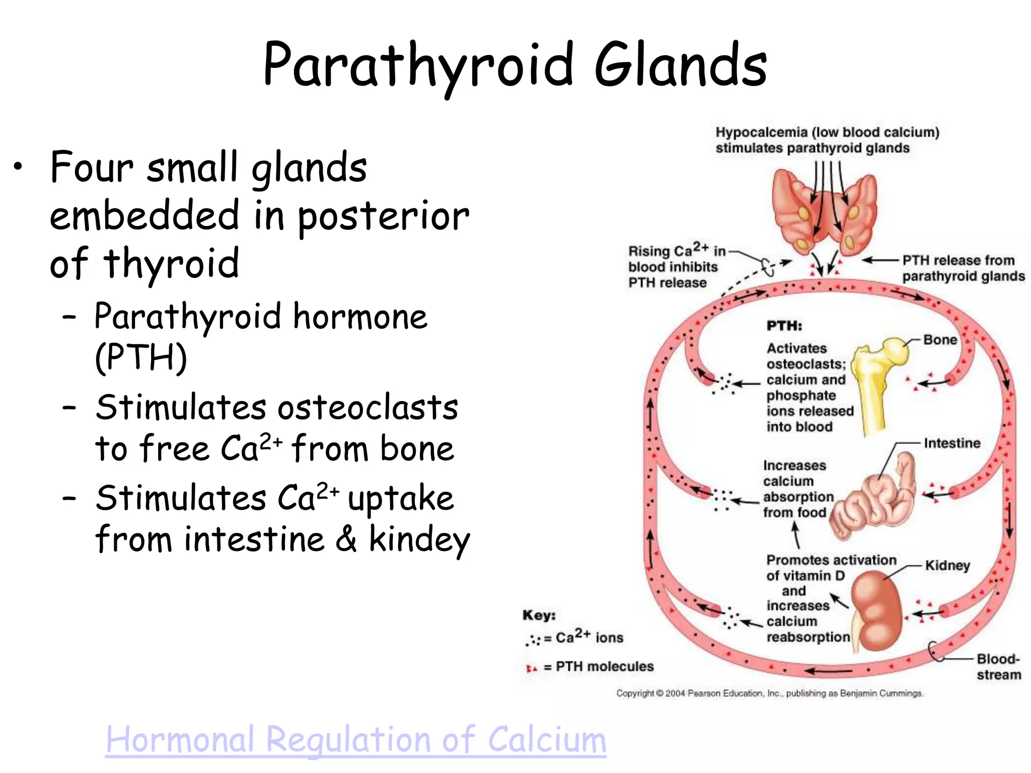 Parathyroid Glands
• Four small glands
  embedded in posterior
  of thyroid
  – Parathyroid hormone
    (PTH)
  – Stimulates osteoclasts
    to free Ca2+ from bone
  – Stimulates Ca2+ uptake
    from intestine & kindey




    Hormonal Regulation of Calcium
 