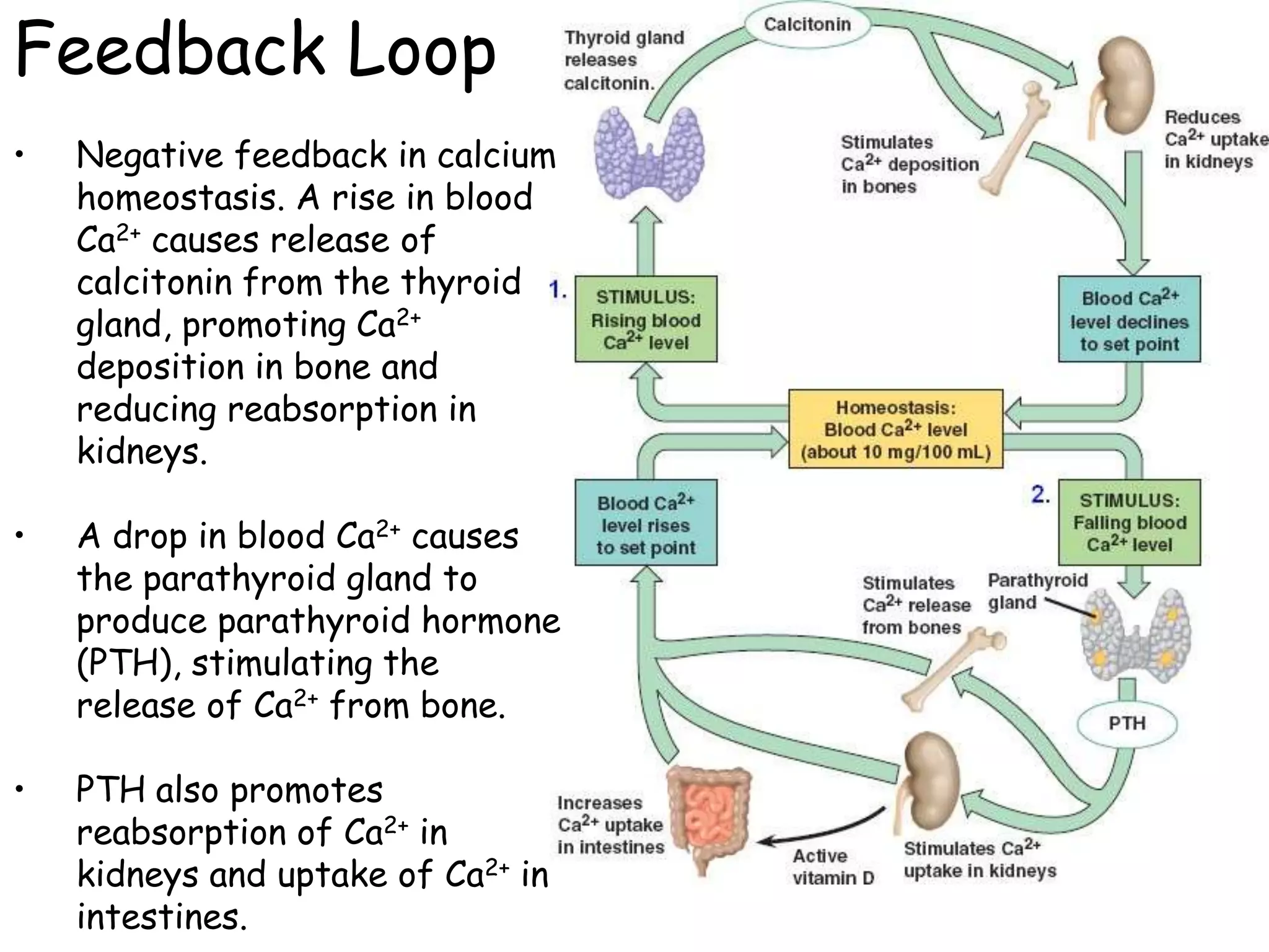 Feedback Loop
•   Negative feedback in calcium
    homeostasis. A rise in blood
    Ca2+ causes release of
    calcitonin from the thyroid
    gland, promoting Ca2+
    deposition in bone and
    reducing reabsorption in
    kidneys.

•   A drop in blood Ca2+ causes
    the parathyroid gland to
    produce parathyroid hormone
    (PTH), stimulating the
    release of Ca2+ from bone.

•   PTH also promotes
    reabsorption of Ca2+ in
    kidneys and uptake of Ca2+ in
    intestines.
 