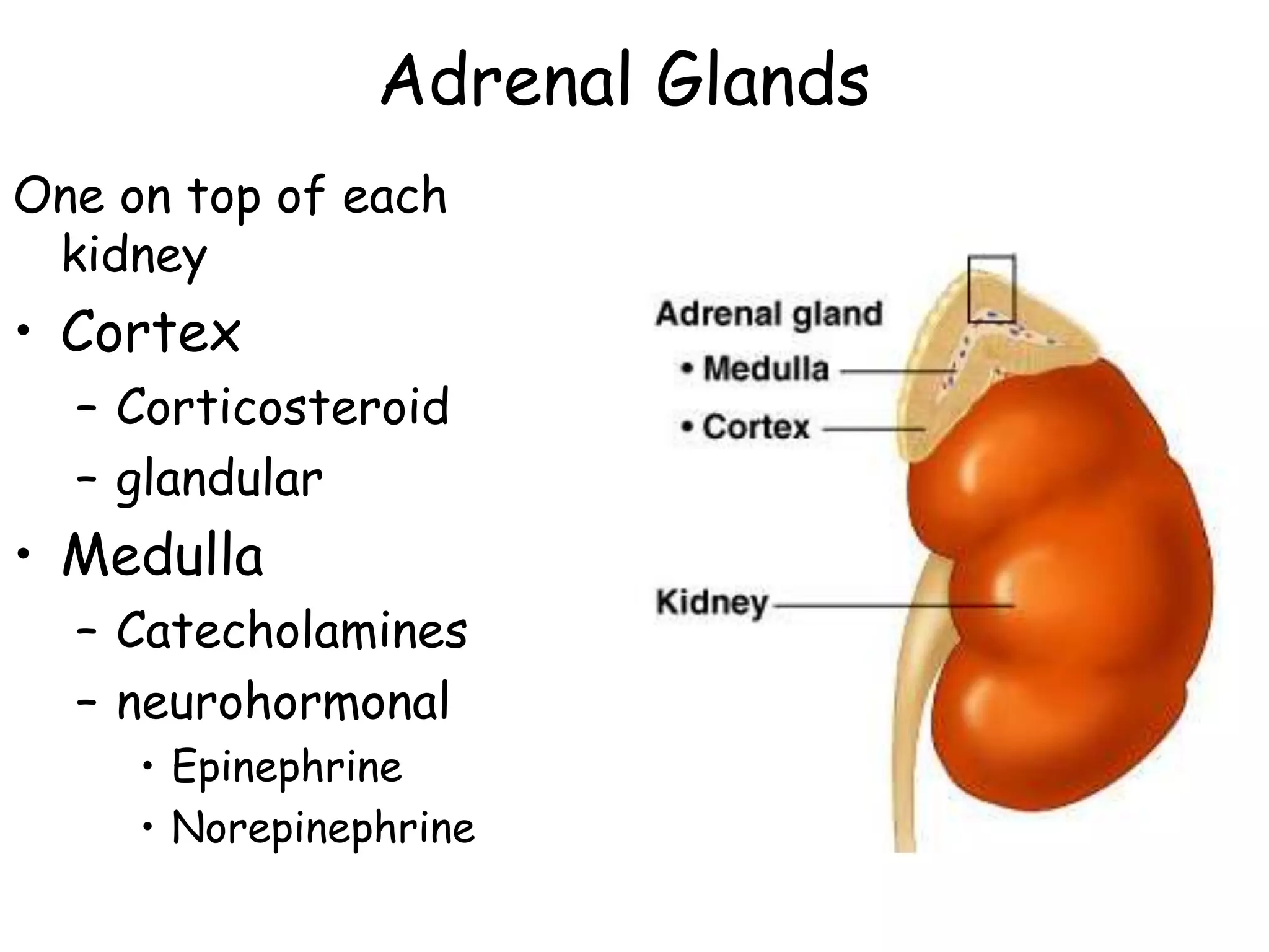 Adrenal Glands
One on top of each
 kidney
• Cortex
  – Corticosteroid
  – glandular
• Medulla
  – Catecholamines
  – neurohormonal
     • Epinephrine
     • Norepinephrine
 