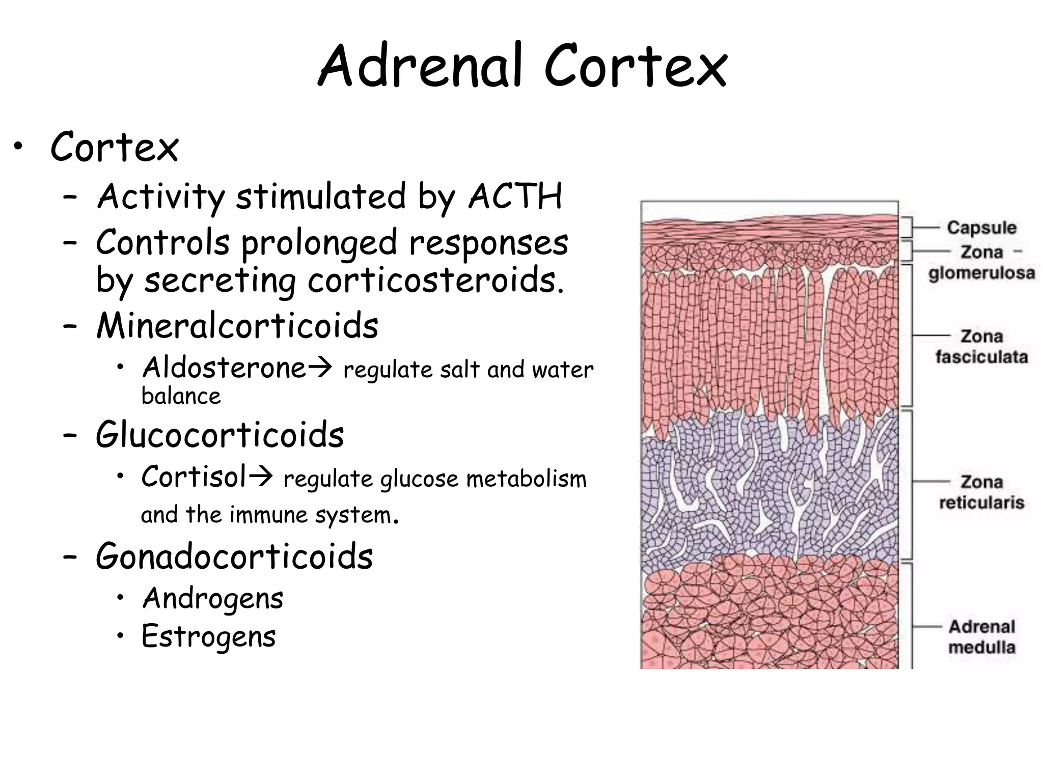 Adrenal Cortex
• Cortex
  – Activity stimulated by ACTH
  – Controls prolonged responses
    by secreting corticosteroids.
  – Mineralcorticoids
     • Aldosterone regulate salt and water
       balance
  – Glucocorticoids
     • Cortisol regulate glucose metabolism
       and the immune system.
  – Gonadocorticoids
     • Androgens
     • Estrogens
 