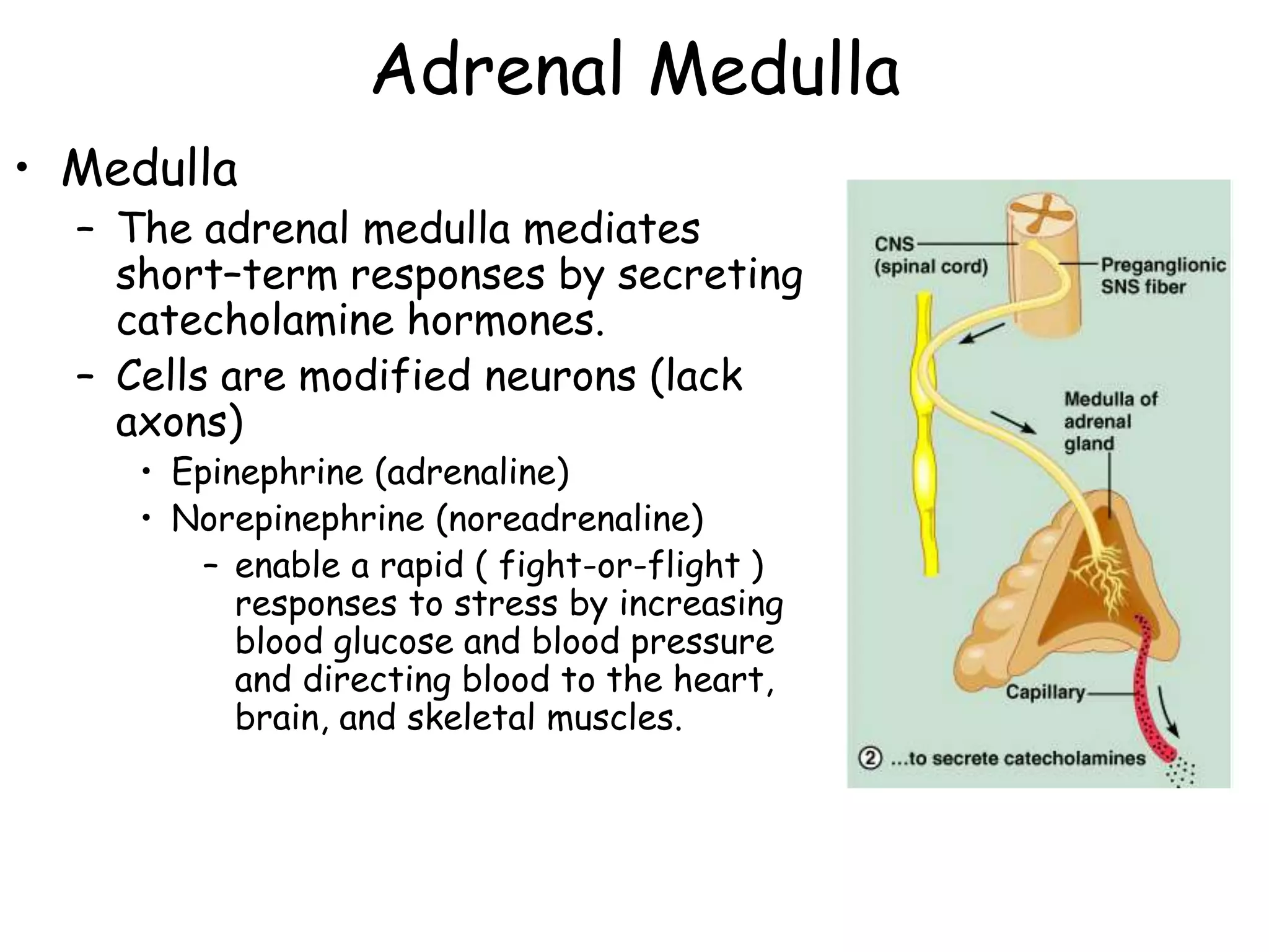 Adrenal Medulla
• Medulla
  – The adrenal medulla mediates
    short–term responses by secreting
    catecholamine hormones.
  – Cells are modified neurons (lack
    axons)
     • Epinephrine (adrenaline)
     • Norepinephrine (noreadrenaline)
         – enable a rapid ( fight-or-flight )
           responses to stress by increasing
           blood glucose and blood pressure
           and directing blood to the heart,
           brain, and skeletal muscles.
 