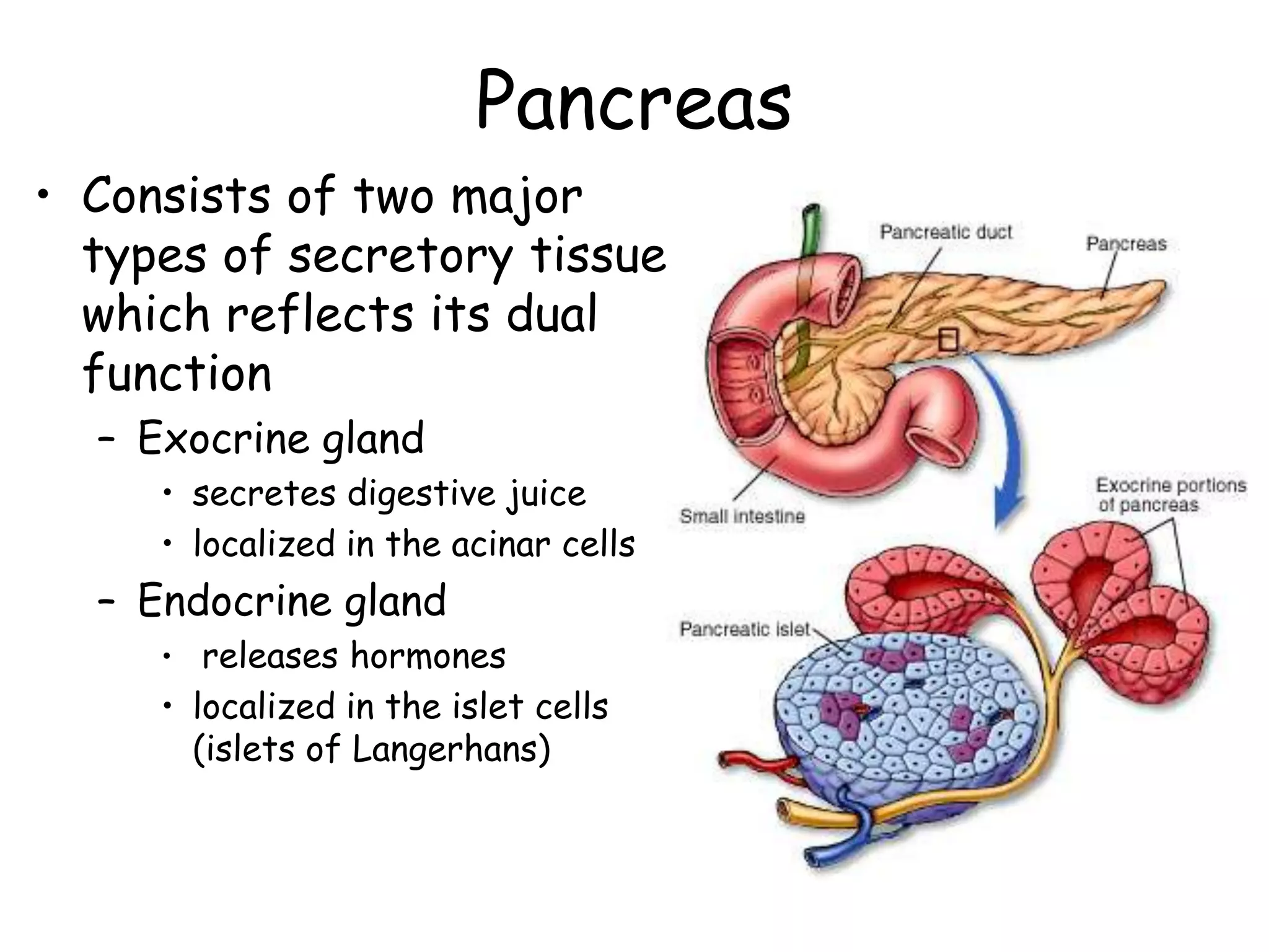Pancreas
• Consists of two major
  types of secretory tissues
  which reflects its dual
  function
  – Exocrine gland
     • secretes digestive juice
     • localized in the acinar cells
  – Endocrine gland
     • releases hormones
     • localized in the islet cells
       (islets of Langerhans)
 