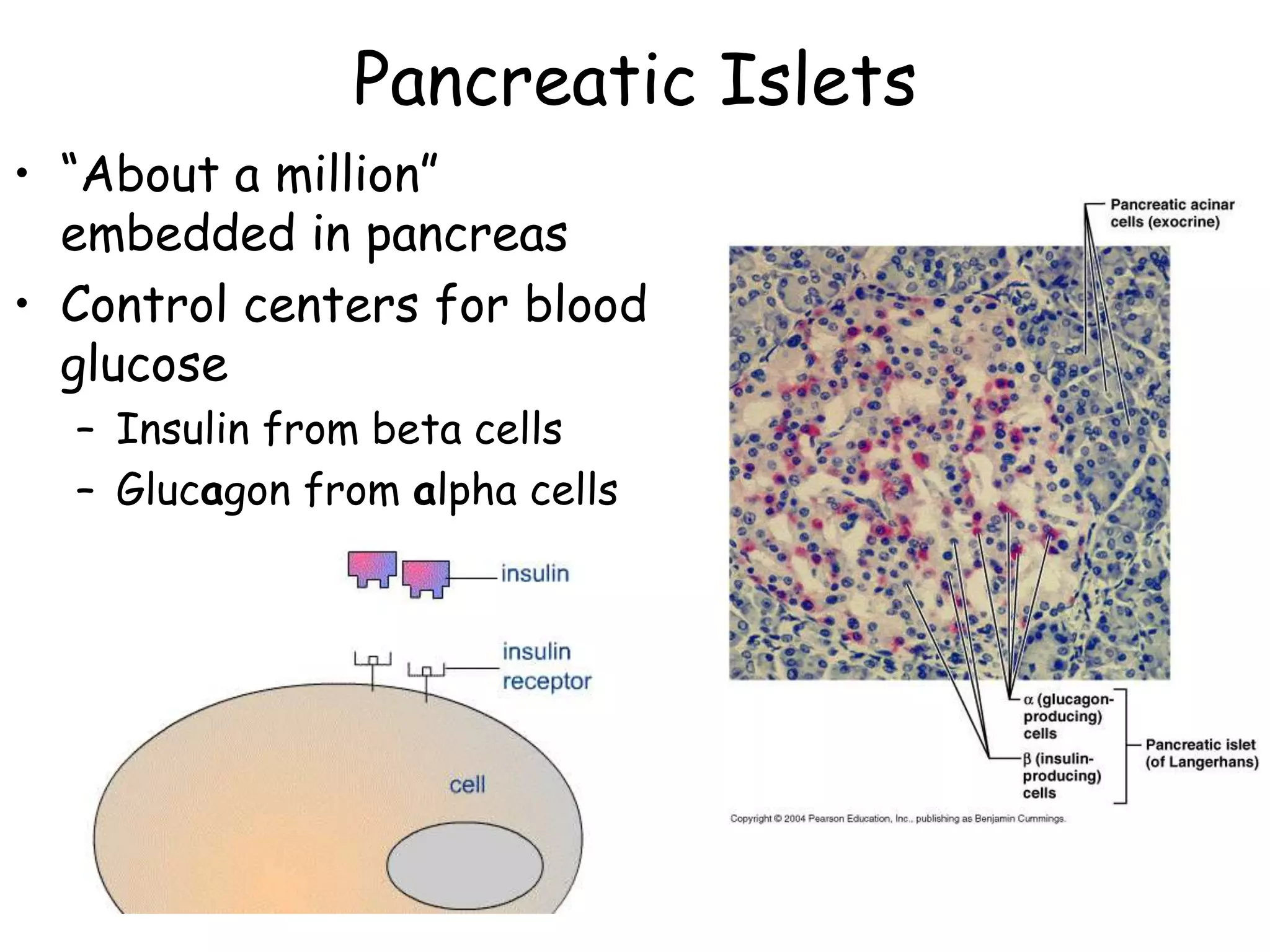 Pancreatic Islets
• ―About a million‖
  embedded in pancreas
• Control centers for blood
  glucose
  – Insulin from beta cells
  – Glucagon from alpha cells
 