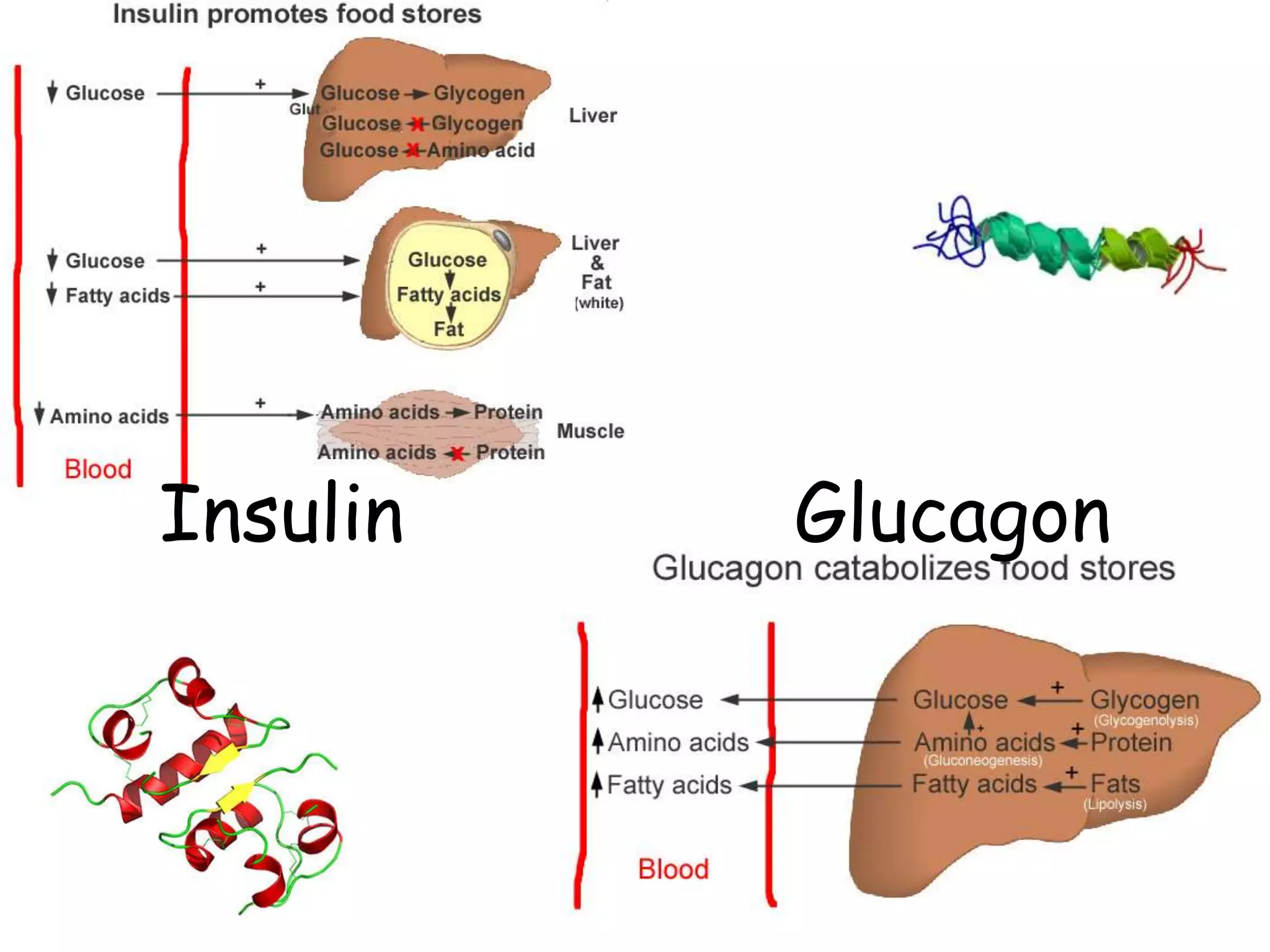 Insulin   Glucagon
 