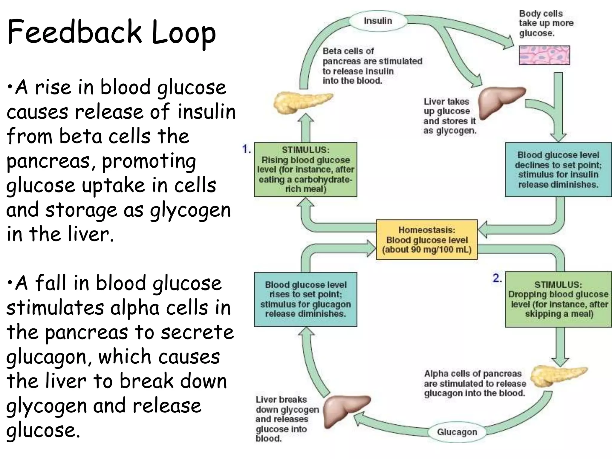 Feedback Loop
•A rise in blood glucose
causes release of insulin
from beta cells the
pancreas, promoting
glucose uptake in cells
and storage as glycogen
in the liver.

•A fall in blood glucose
stimulates alpha cells in
the pancreas to secrete
glucagon, which causes
the liver to break down
glycogen and release
glucose.
 