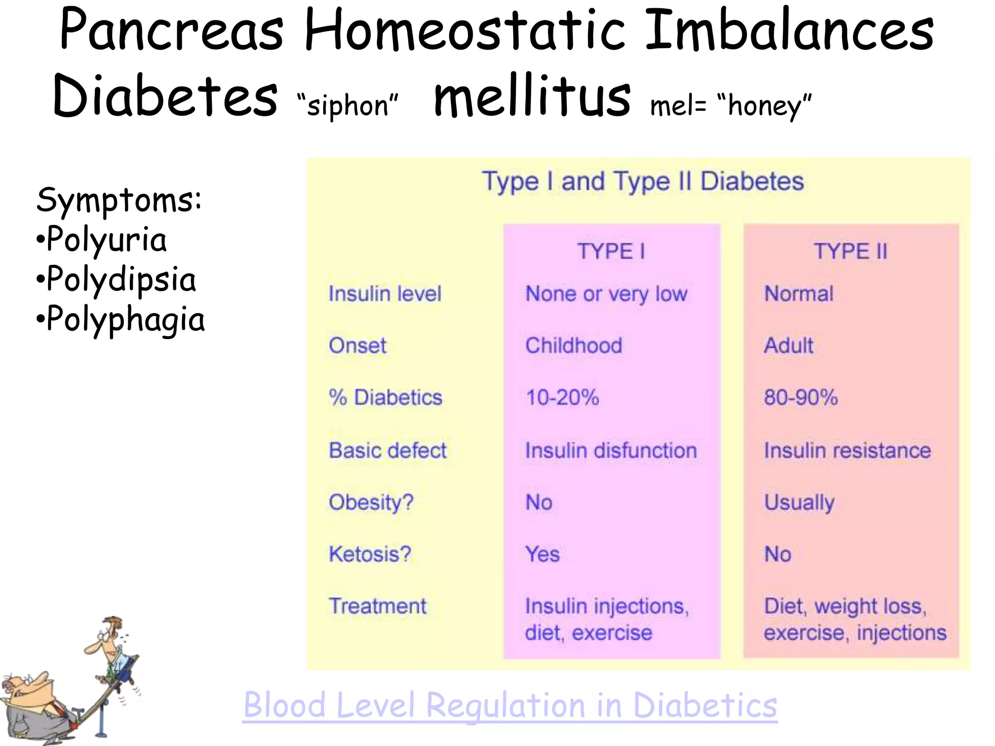 Pancreas Homeostatic Imbalances
Diabetes ―siphon‖ mellitus mel= ―honey‖
Symptoms:
•Polyuria
•Polydipsia
•Polyphagia




              Blood Level Regulation in Diabetics
 
