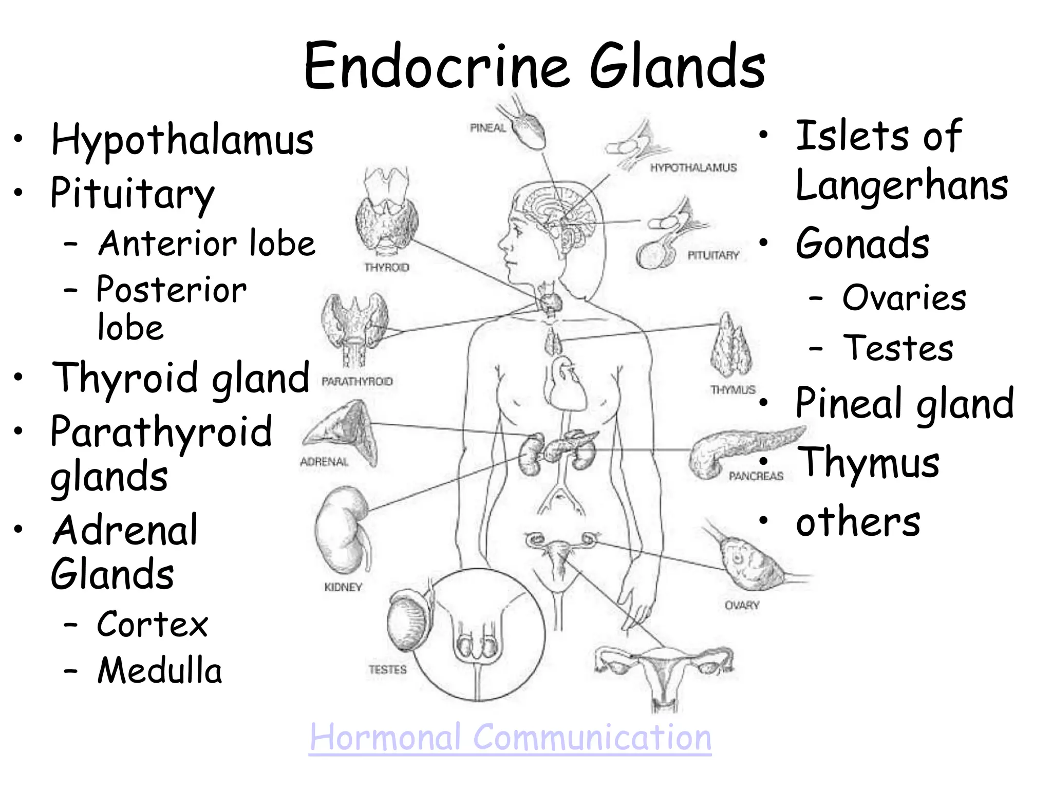 Endocrine Glands
• Hypothalamus                           • Islets of
• Pituitary                                Langerhans
  – Anterior lobe                        • Gonads
  – Posterior                              – Ovaries
    lobe
                                           – Testes
• Thyroid gland
                                         • Pineal gland
• Parathyroid
  glands                                 • Thymus
• Adrenal                                • others
  Glands
  – Cortex
  – Medulla
                Hormonal Communication
 