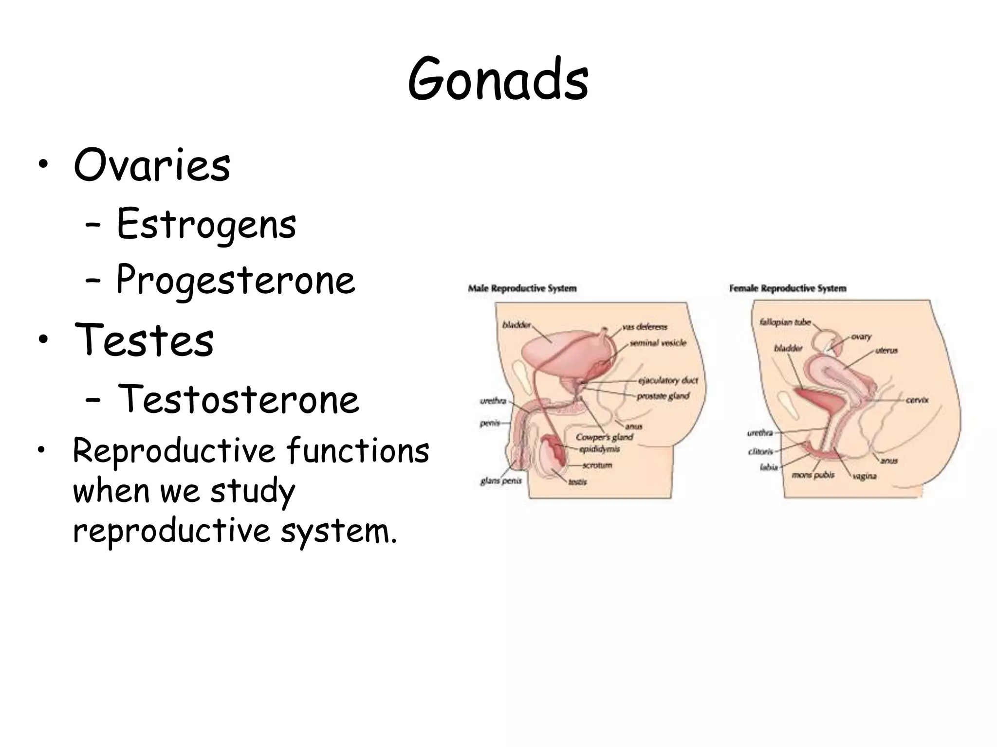 Gonads
• Ovaries
   – Estrogens
   – Progesterone
• Testes
   – Testosterone
• Reproductive functions
  when we study
  reproductive system.
 
