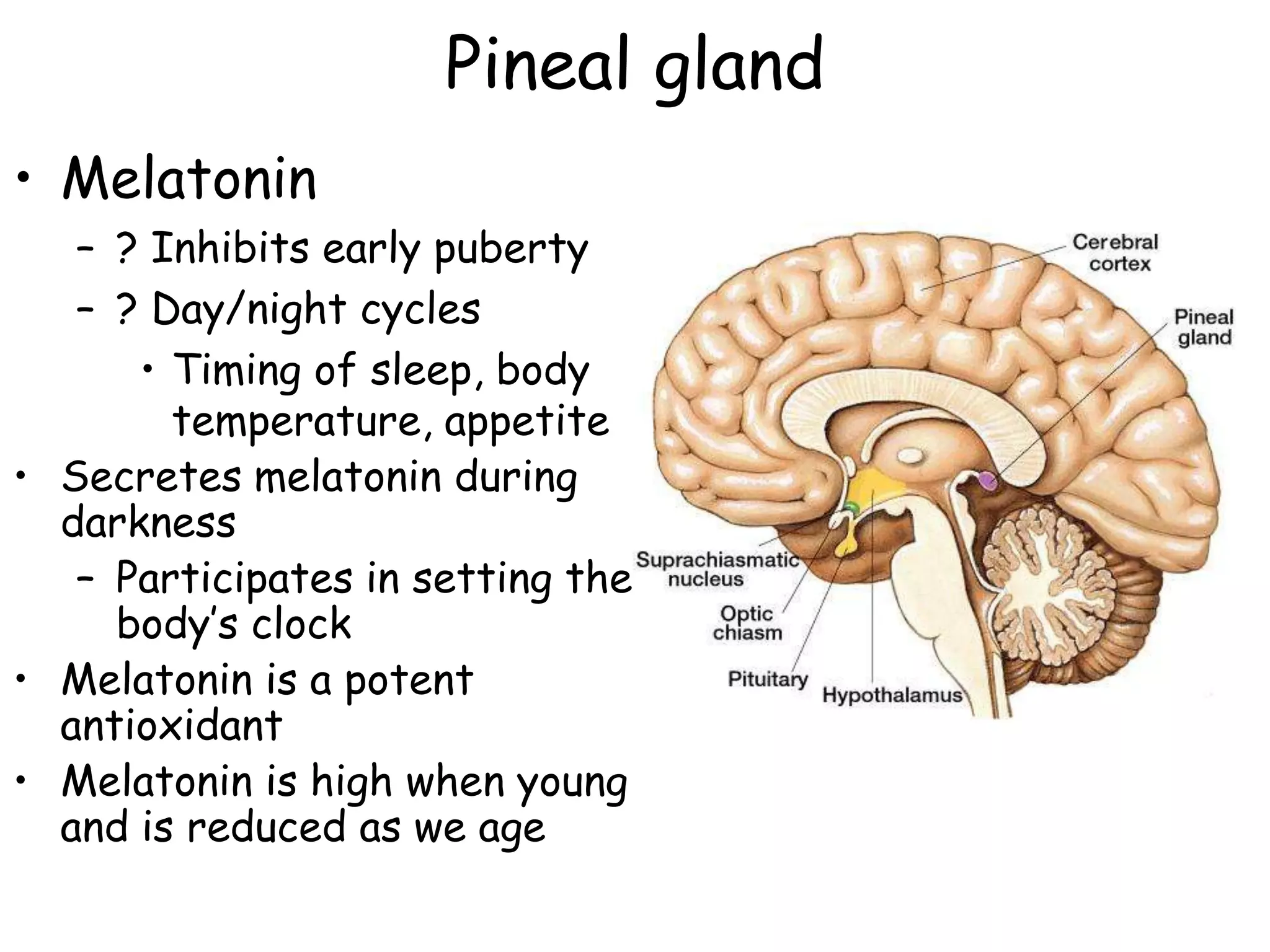 Pineal gland
• Melatonin
   – ? Inhibits early puberty
   – ? Day/night cycles
      • Timing of sleep, body
        temperature, appetite
• Secretes melatonin during
  darkness
   – Participates in setting the
     body’s clock
• Melatonin is a potent
  antioxidant
• Melatonin is high when young
  and is reduced as we age
 