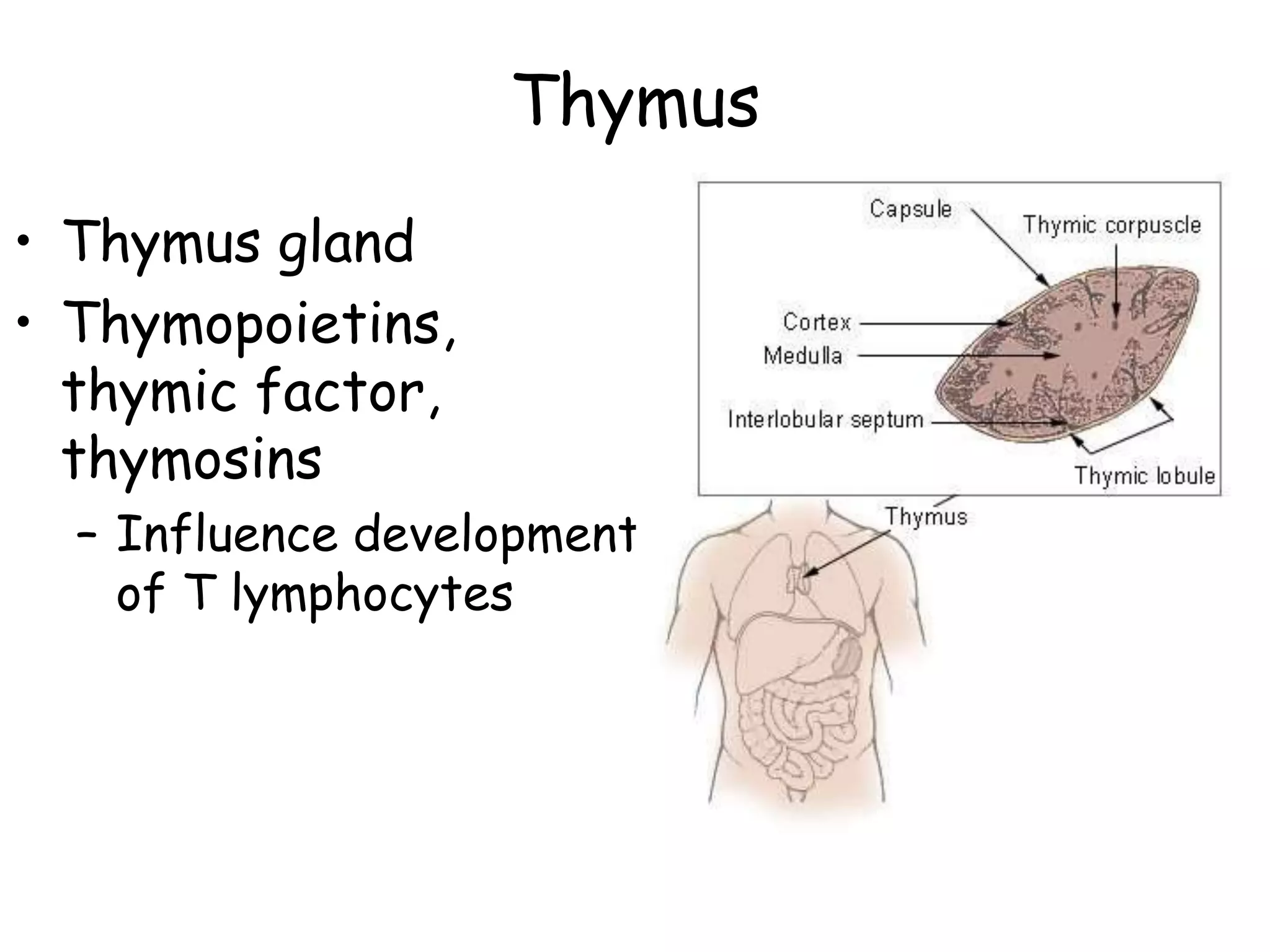 Thymus
• Thymus gland
• Thymopoietins,
  thymic factor,
  thymosins
  – Influence development
    of T lymphocytes
 