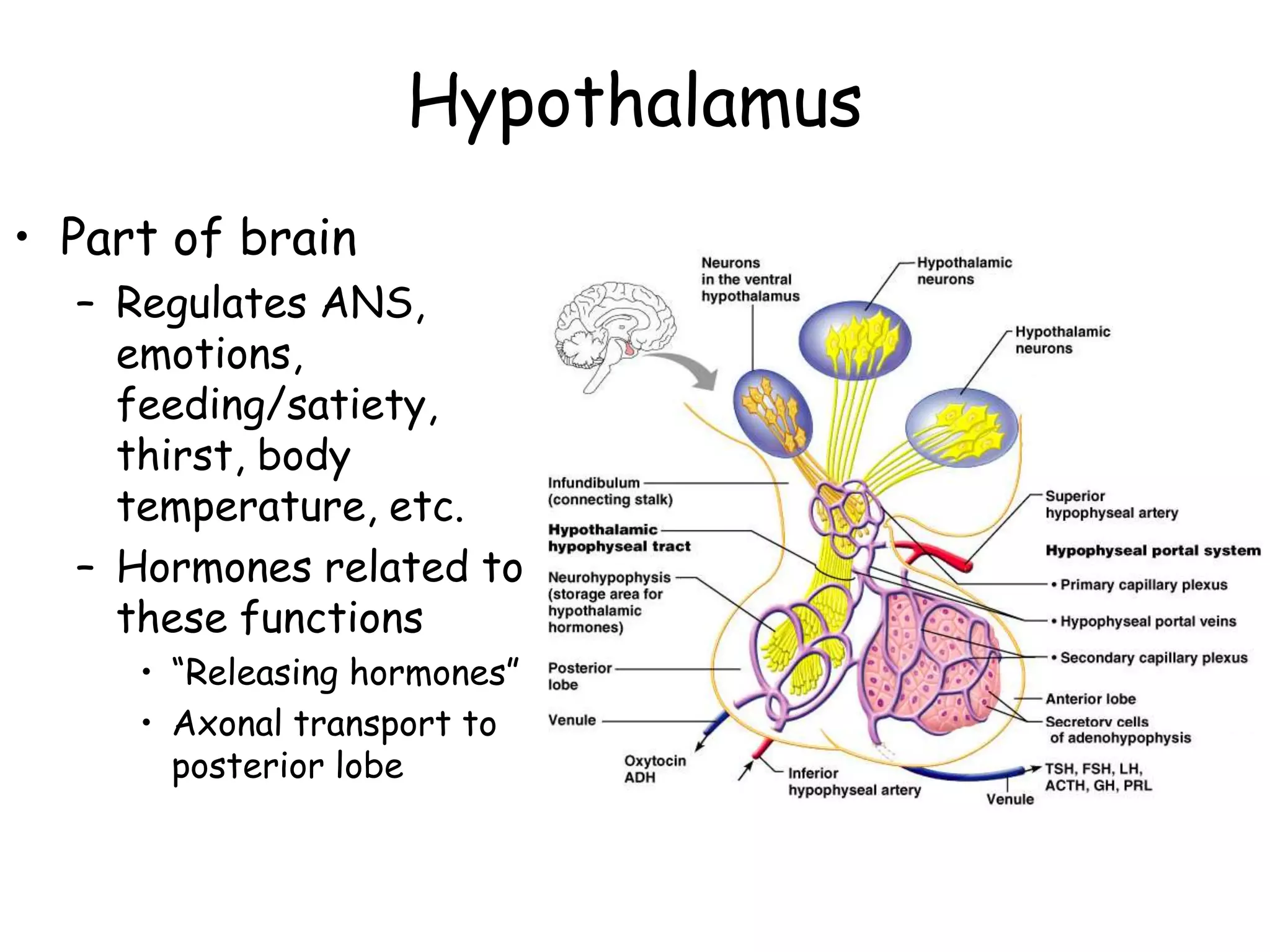 Hypothalamus
• Part of brain
  – Regulates ANS,
    emotions,
    feeding/satiety,
    thirst, body
    temperature, etc.
  – Hormones related to
    these functions
     • ―Releasing hormones‖
     • Axonal transport to
       posterior lobe
 