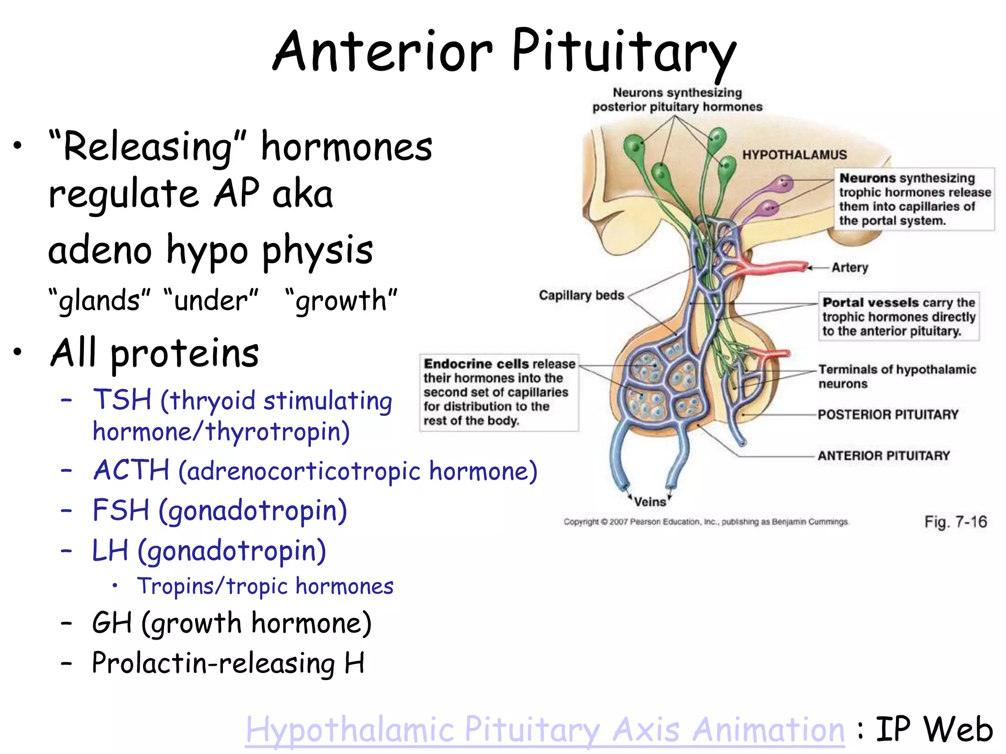 Anterior Pituitary
• ―Releasing‖ hormones
  regulate AP aka
  adeno hypo physis
  ―glands‖ ―under‖ ―growth‖

• All proteins
  – TSH (thryoid stimulating
     hormone/thyrotropin)
  – ACTH (adrenocorticotropic hormone)
  – FSH (gonadotropin)
  – LH (gonadotropin)
      • Tropins/tropic hormones
  – GH (growth hormone)
  – Prolactin-releasing H

                 Hypothalamic Pituitary Axis Animation : IP Web
 