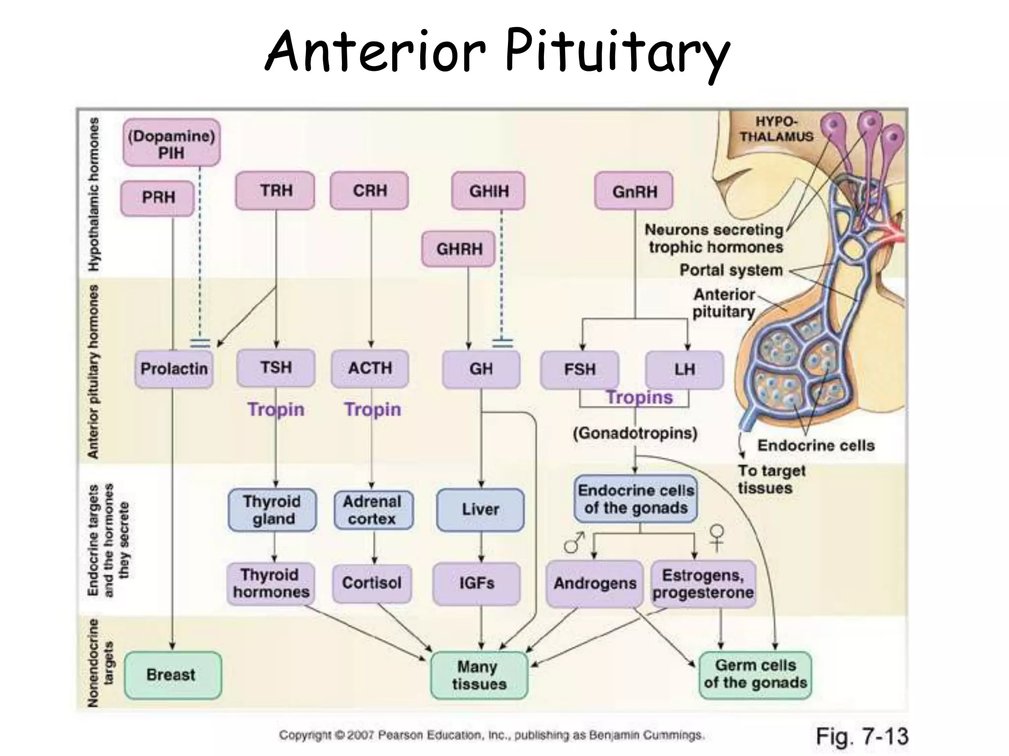 Anterior Pituitary
 