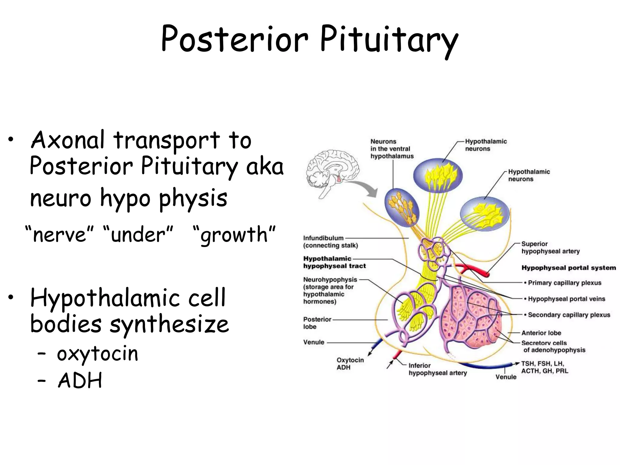 Posterior Pituitary

• Axonal transport to
  Posterior Pituitary aka
  neuro hypo physis
 ―nerve‖ ―under‖ ―growth‖


• Hypothalamic cell
  bodies synthesize
  – oxytocin
  – ADH
 