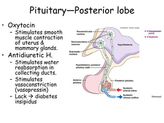 Pituitary—Posterior lobe
• Oxytocin
  – Stimulates smooth
    muscle contraction
    of uterus &
    mammary glands.
• Antidiuretic H.
  – Stimulates water
    reabsorption in
    collecting ducts.
  – Stimulates
    vasoconstriction
    (vasopressin)
  – Lack  diabetes
    insipidus
 