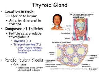 Thyroid Gland
• Location in neck
  – Inferior to larynx
  – Anterior & lateral to
    trachea
• Composed of follicles
  – Follicle cells produce
    thyroglobulin
     • Thyroxin (T4)
     • Triiodothyronine (T3)
        – Both ―thyroid hormone‖,
          body’s major metabolic
          hormone


• Parafollicular/ C cells
     • Calcitonin
        – Decreases blood Ca2+ by
          depositing it in bones
 