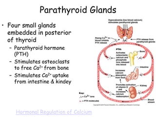 Parathyroid Glands
• Four small glands
  embedded in posterior
  of thyroid
  – Parathyroid hormone
    (PTH)
  – Stimulates osteoclasts
    to free Ca2+ from bone
  – Stimulates Ca2+ uptake
    from intestine & kindey




    Hormonal Regulation of Calcium
 