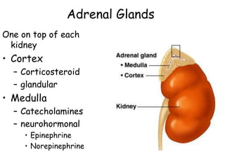 Adrenal Glands
One on top of each
 kidney
• Cortex
  – Corticosteroid
  – glandular
• Medulla
  – Catecholamines
  – neurohormonal
     • Epinephrine
     • Norepinephrine
 