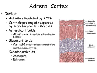 Adrenal Cortex
• Cortex
  – Activity stimulated by ACTH
  – Controls prolonged responses
    by secreting corticosteroids.
  – Mineralcorticoids
     • Aldosterone regulate salt and water
       balance
  – Glucocorticoids
     • Cortisol regulate glucose metabolism
       and the immune system.
  – Gonadocorticoids
     • Androgens
     • Estrogens
 
