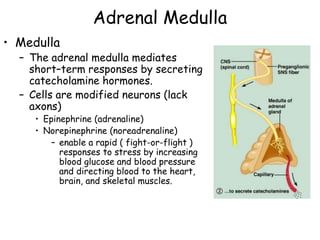 Adrenal Medulla
• Medulla
  – The adrenal medulla mediates
    short–term responses by secreting
    catecholamine hormones.
  – Cells are modified neurons (lack
    axons)
     • Epinephrine (adrenaline)
     • Norepinephrine (noreadrenaline)
         – enable a rapid ( fight-or-flight )
           responses to stress by increasing
           blood glucose and blood pressure
           and directing blood to the heart,
           brain, and skeletal muscles.
 