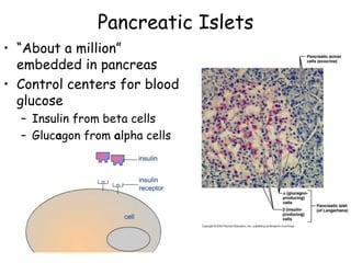 Pancreatic Islets
• ―About a million‖
  embedded in pancreas
• Control centers for blood
  glucose
  – Insulin from beta cells
  – Glucagon from alpha cells
 