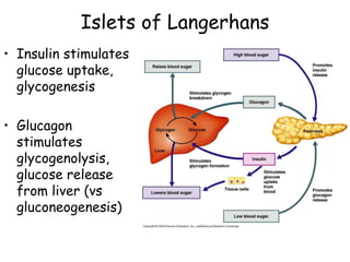 Islets of Langerhans
• Insulin stimulates
  glucose uptake,
  glycogenesis

• Glucagon
  stimulates
  glycogenolysis,
  glucose release
  from liver (vs
  gluconeogenesis)
 