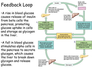 Feedback Loop
•A rise in blood glucose
causes release of insulin
from beta cells the
pancreas, promoting
glucose uptake in cells
and storage as glycogen
in the liver.

•A fall in blood glucose
stimulates alpha cells in
the pancreas to secrete
glucagon, which causes
the liver to break down
glycogen and release
glucose.
 