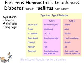 Pancreas Homeostatic Imbalances
Diabetes ―siphon‖ mellitus mel= ―honey‖
Symptoms:
•Polyuria
•Polydipsia
•Polyphagia




              Blood Level Regulation in Diabetics
 