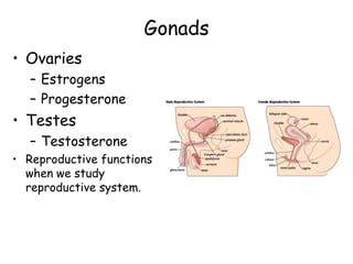 Gonads
• Ovaries
   – Estrogens
   – Progesterone
• Testes
   – Testosterone
• Reproductive functions
  when we study
  reproductive system.
 