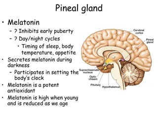 Pineal gland
• Melatonin
   – ? Inhibits early puberty
   – ? Day/night cycles
      • Timing of sleep, body
        temperature, appetite
• Secretes melatonin during
  darkness
   – Participates in setting the
     body’s clock
• Melatonin is a potent
  antioxidant
• Melatonin is high when young
  and is reduced as we age
 
