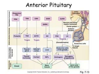 Anterior Pituitary
 