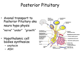 Posterior Pituitary

• Axonal transport to
  Posterior Pituitary aka
  neuro hypo physis
 ―nerve‖ ―under‖ ―growth‖


• Hypothalamic cell
  bodies synthesize
  – oxytocin
  – ADH
 