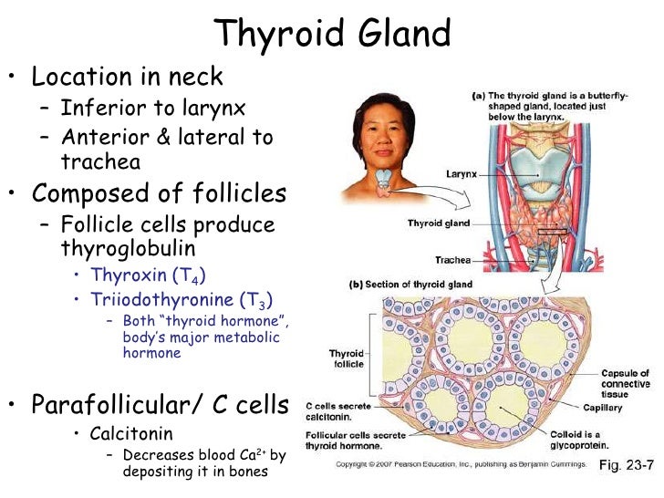 Endocrine systemglands