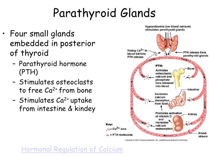 Endocrine systemglands