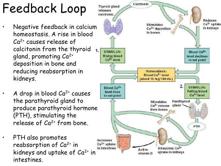 Endocrine systemglands