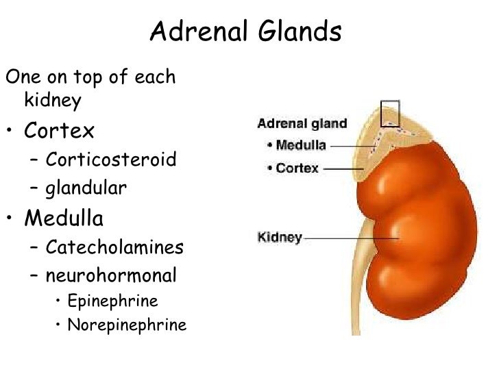 adrenal medulla cortisol