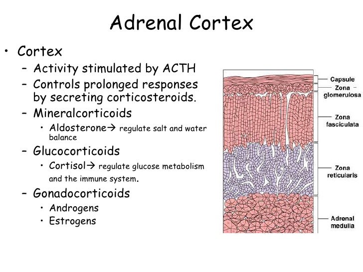 Endocrine systemglands