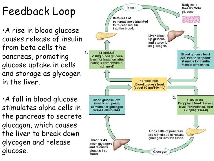 Endocrine systemglands