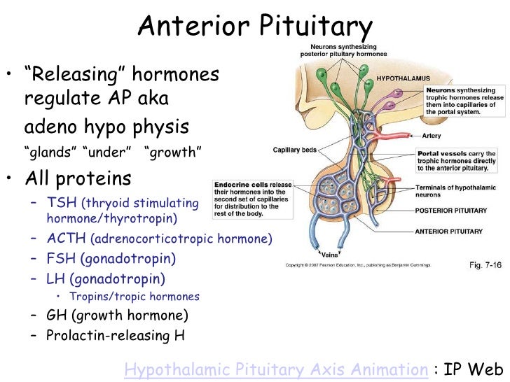 Endocrine systemglands