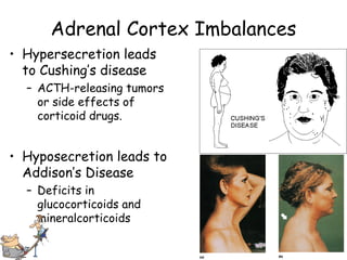 Endocrine systemglands | PPT