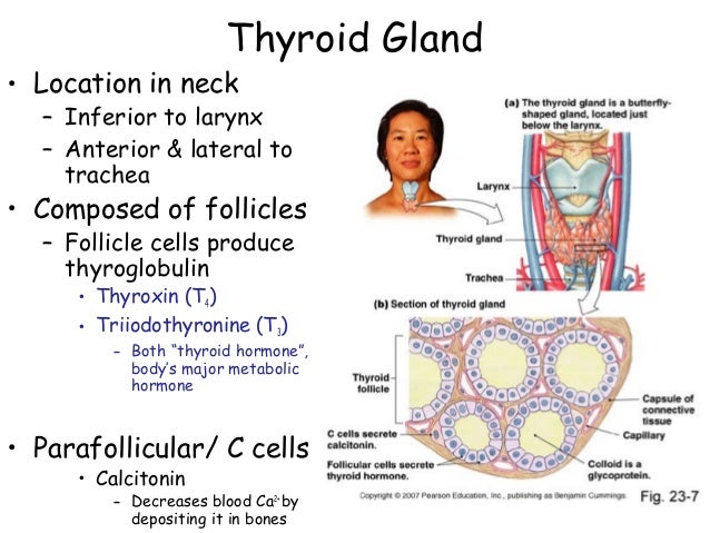 Endocrine systemglands