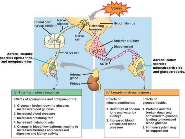 Endocrine systemglands