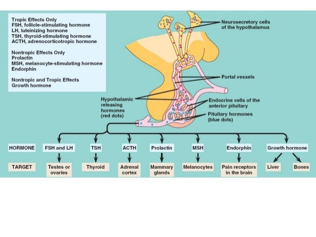 Endocrine systemglands