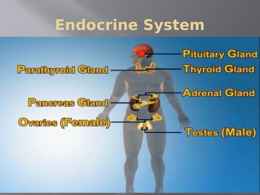 Endocrine system
