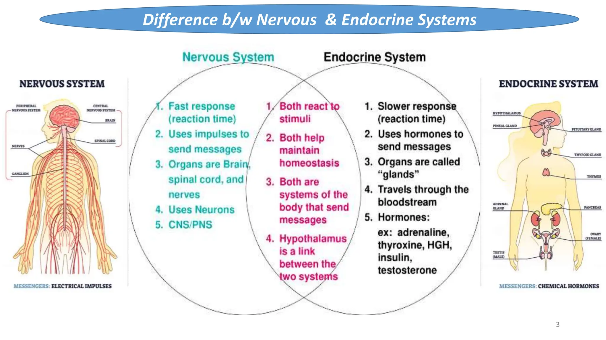 Ppt The Endocrine System General Functions Of Hormones Powerpoint