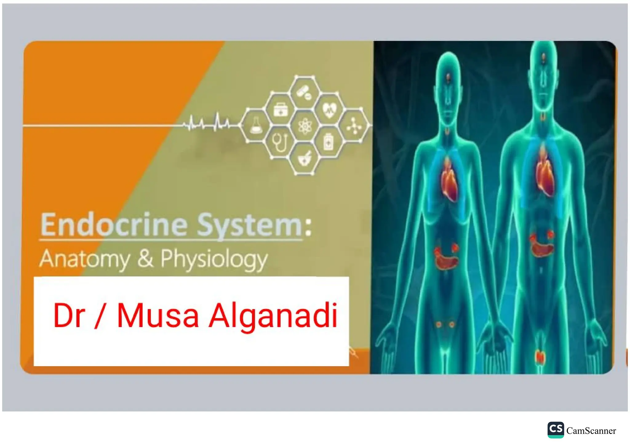 Endocrine system visual data 8