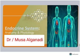 Endocrine System Physioanatomy.pdf Physiology and Anatomy of Endocrine ...