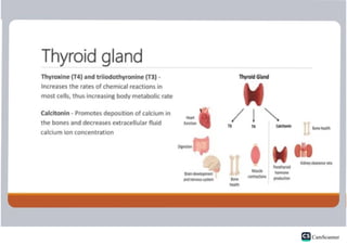 Endocrine System Physioanatomy.pdf Physiology and Anatomy of Endocrine ...