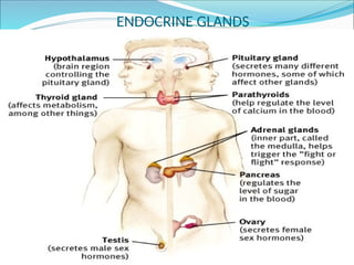 Endocrine System Introduction Lesson 1.pptx