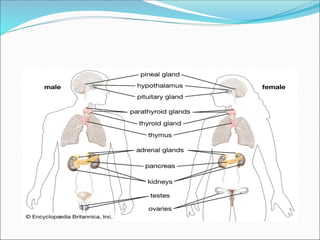 Endocrine System Introduction Lesson 1.pptx